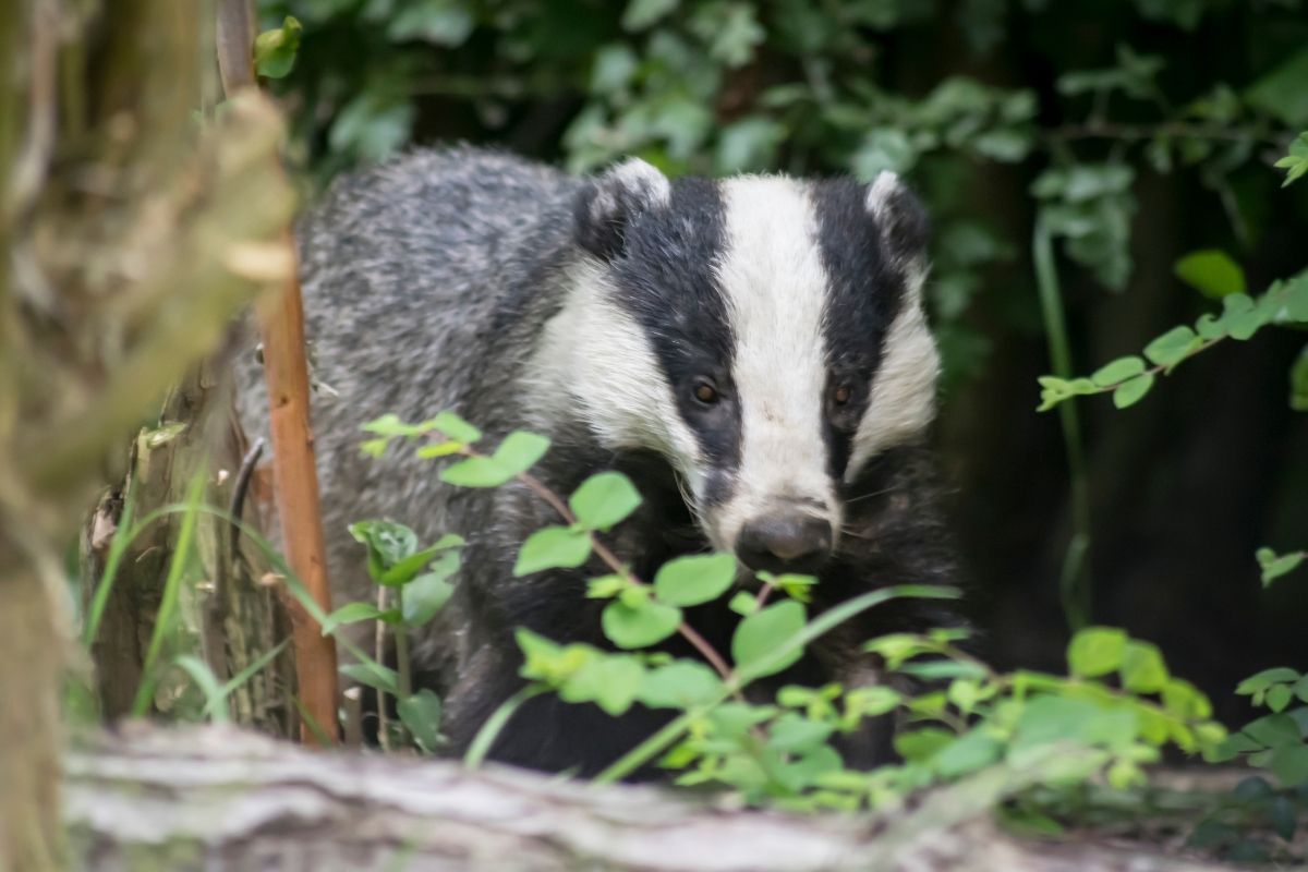 A focused shot of a badger in the wild.