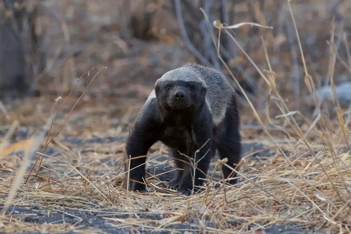 A threatened black Honey badger starring on the camera.
