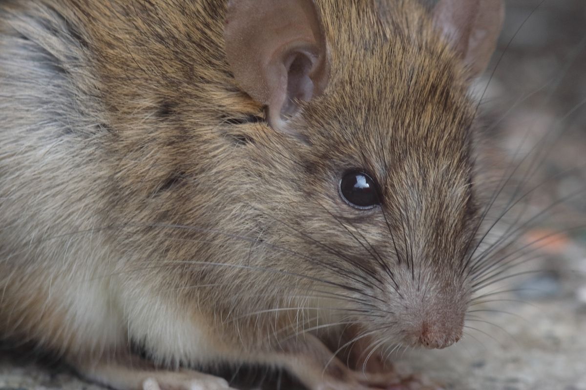Close-up photo of rat rattus nativitatis.