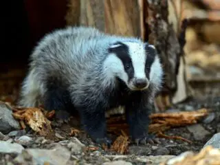 A fearless badger in the wildlife.