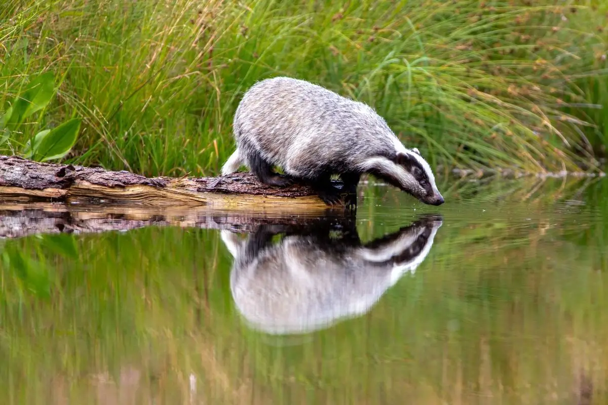 Badger stands on a tree trunk with his body reflected on the water.