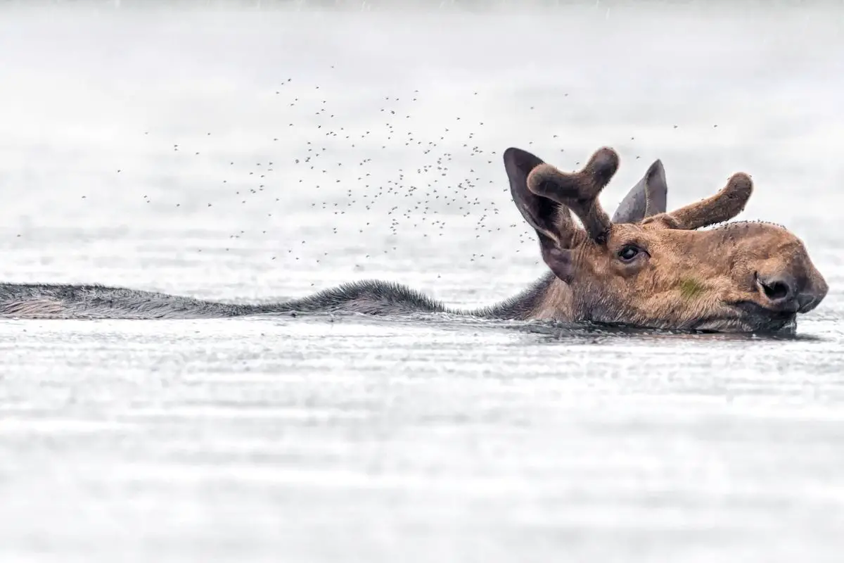 A bull moose swim at the lake.