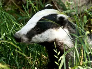 A cute badger in daylight.