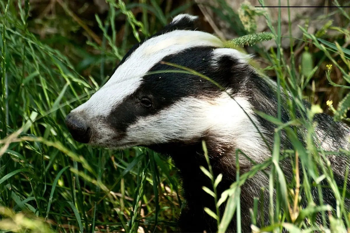 A cute badger in the wild grass.