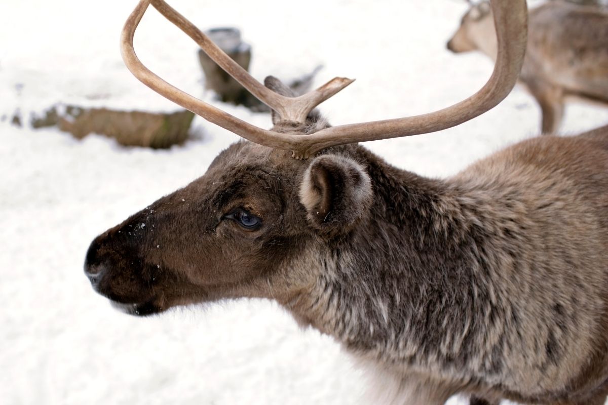 A caribou reindeer with snowy background.
