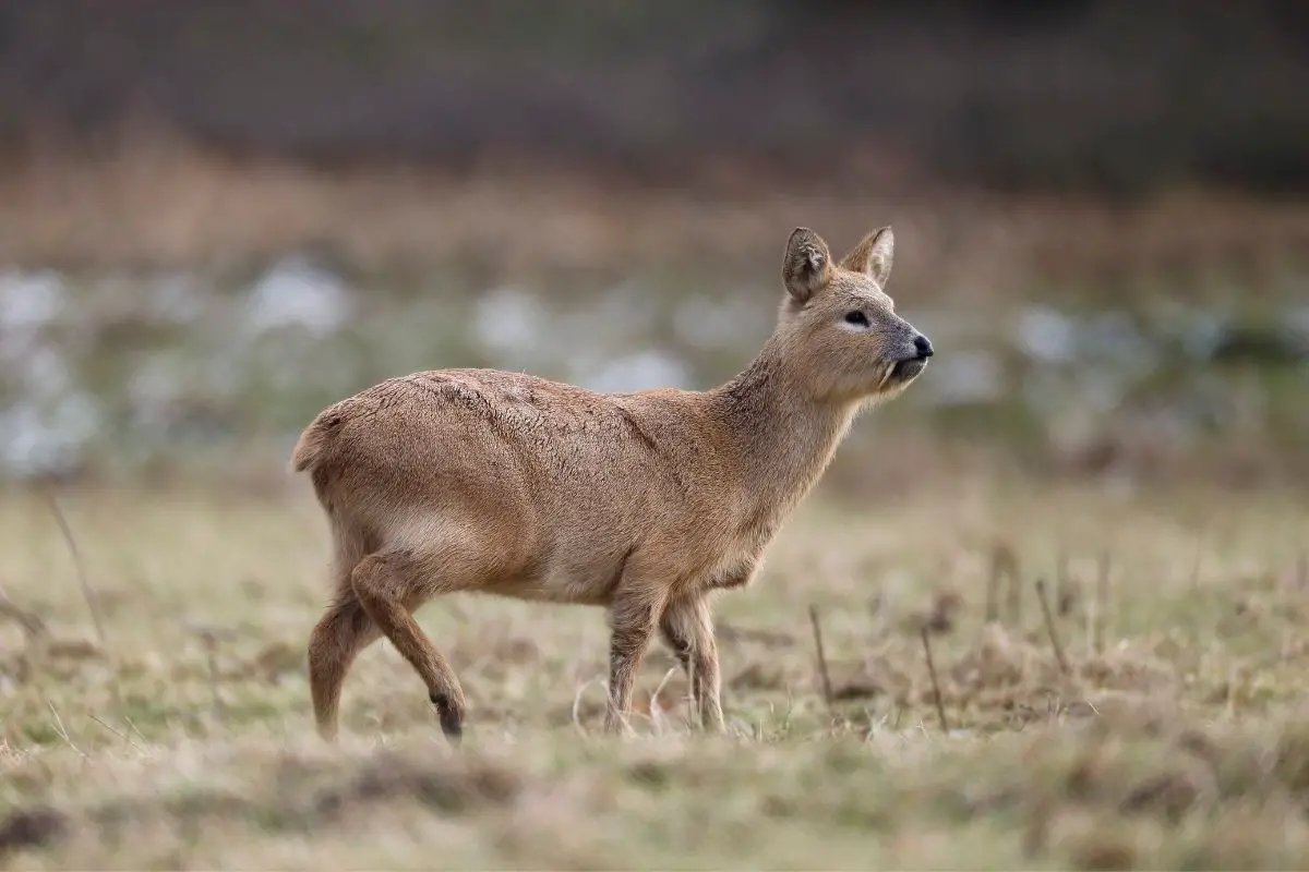 Chinese water deer on a blurred background.