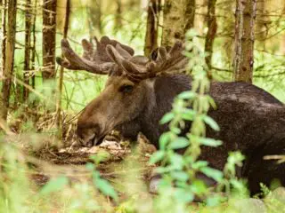 Close-up of moose lying down among the trees.