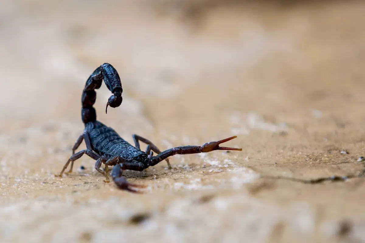 A portrait of black scorpion on a blurred background.