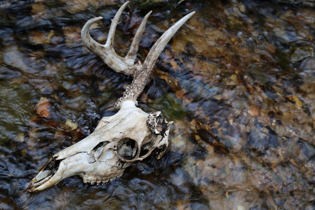 A deer skull with one antler lays in a stream with running water.