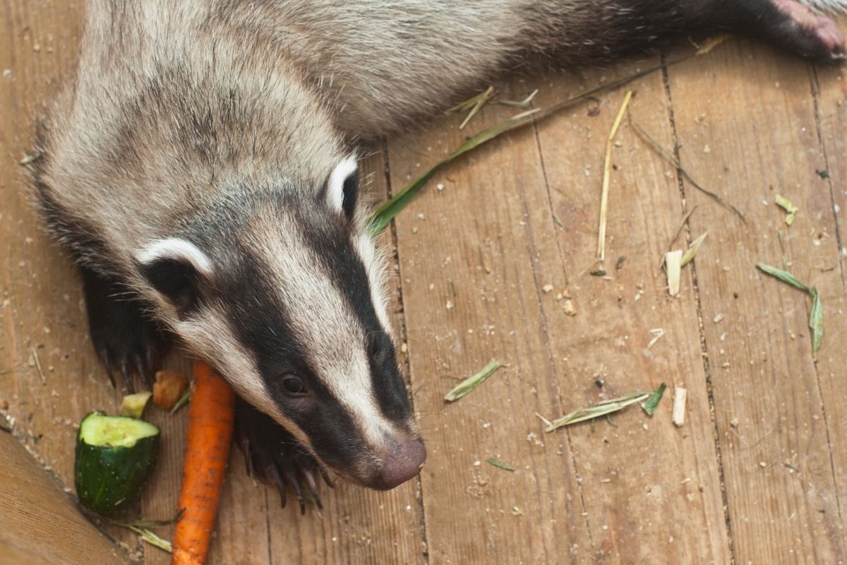 A young badger feeds with carrots and cucumber on a wooden surface.