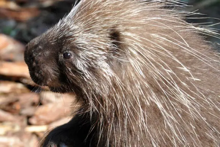 Do Porcupines Have Claws? Ears? Fur? Good Eyesight? NatureNibble