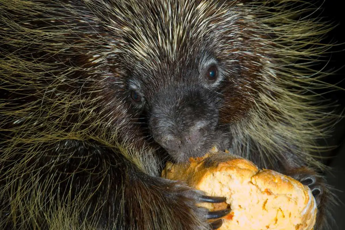 Close-up shot of Do porcupine eating bread.