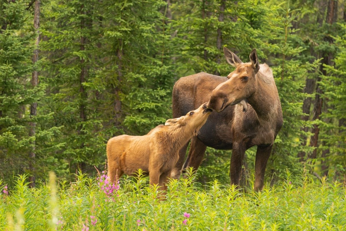 Young moose with mother moose on the green wild forest.