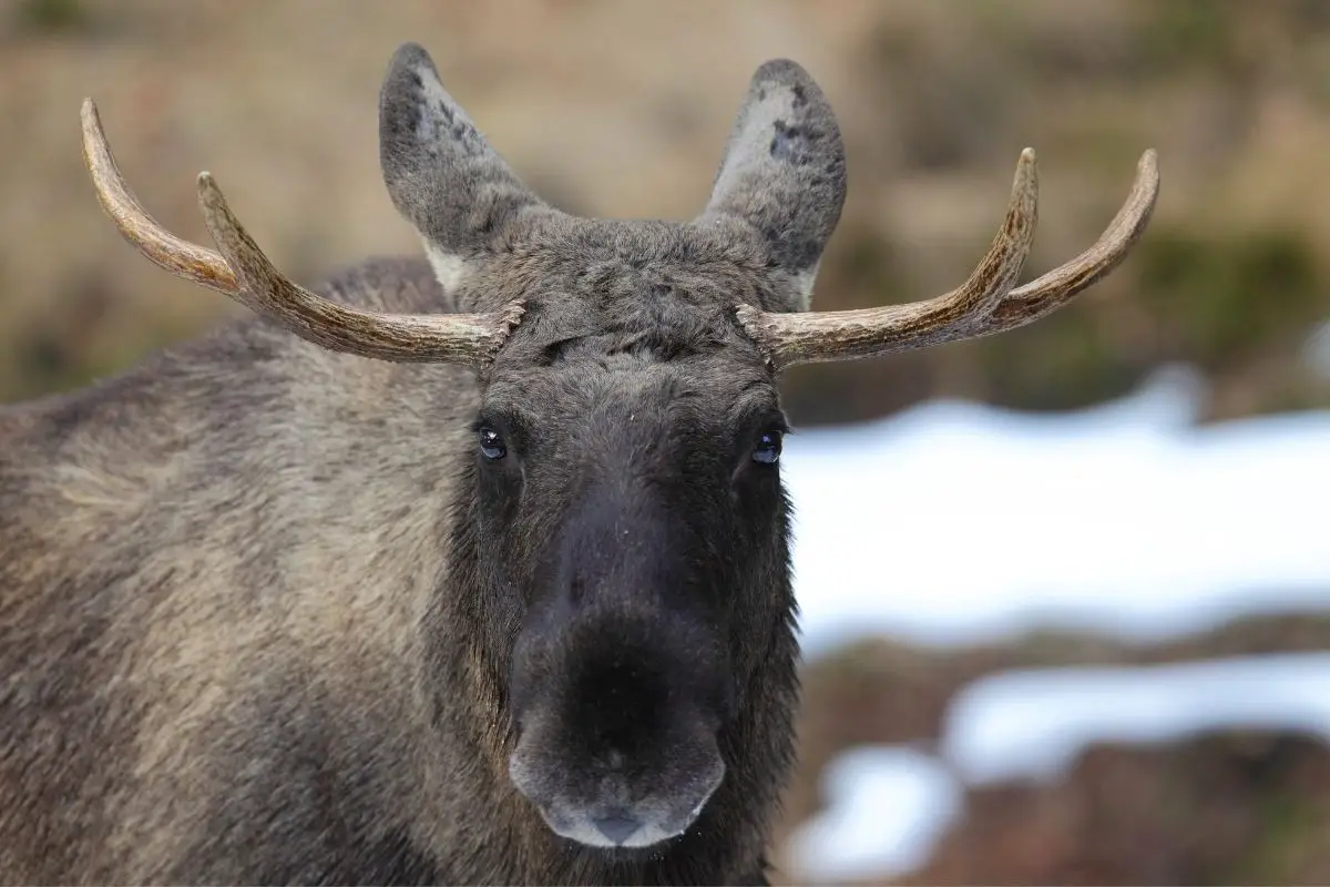 Eurasian elk into the finnish forest.