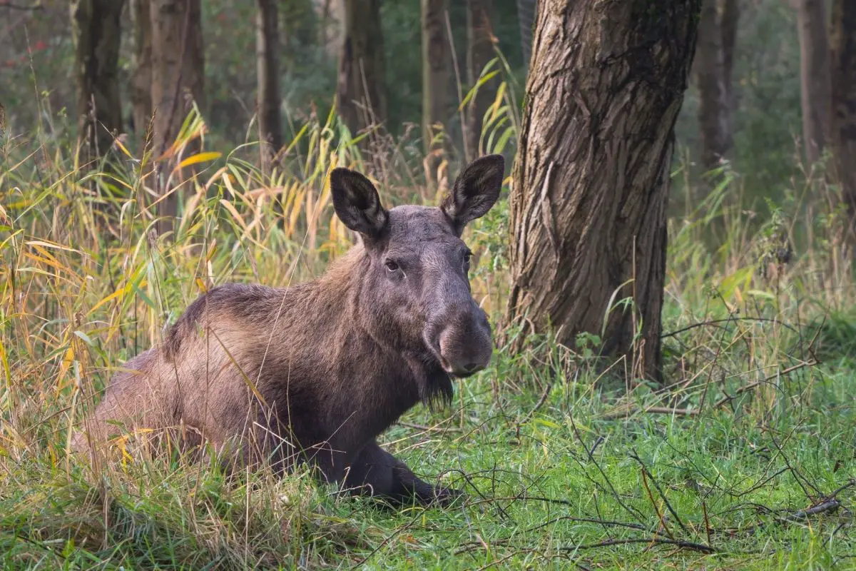 A relaxed pose of a Eurasian moose in the forest.