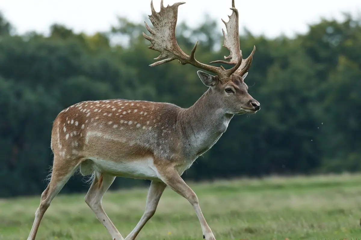Fallow deer in its natural habitat in Denmark.