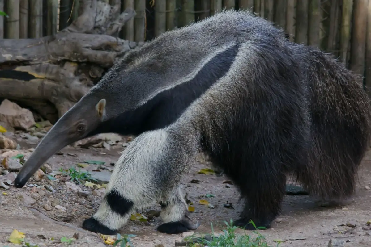 A resting Giant anteater in the forest.