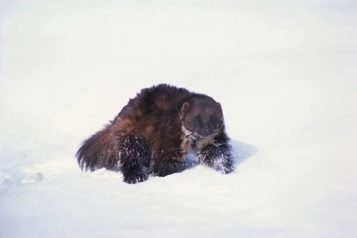 A wolverine resting on the snow.