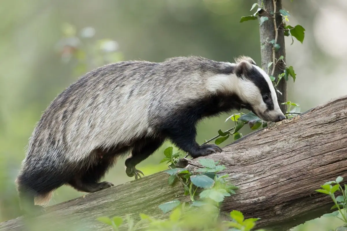 A European badger crossing on the tree branch.