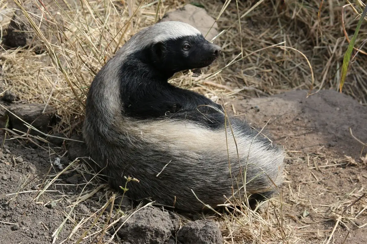 Female honey badger in a relaxing position.