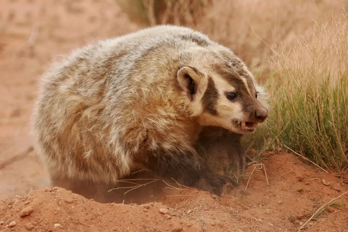 An emotional American badger digging the ground.