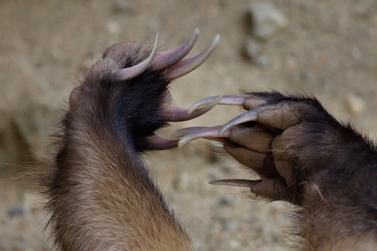 Powerful claws of the American badger.