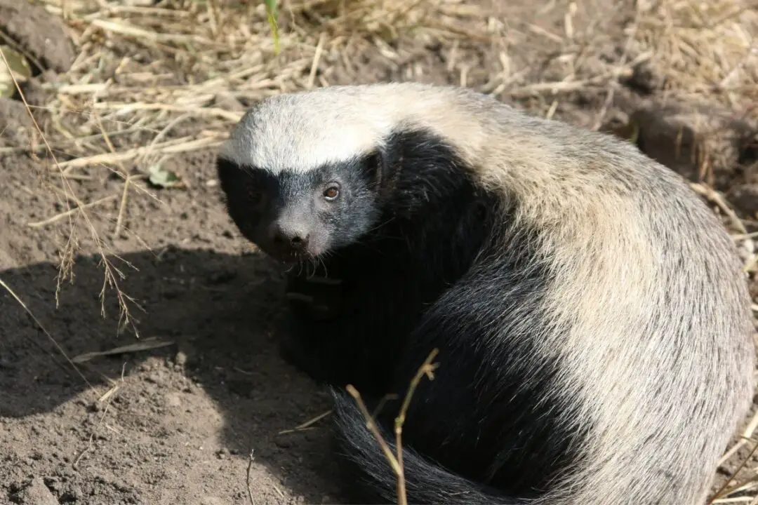 Are Honey Badgers and Wolverines Related? | NatureNibble
