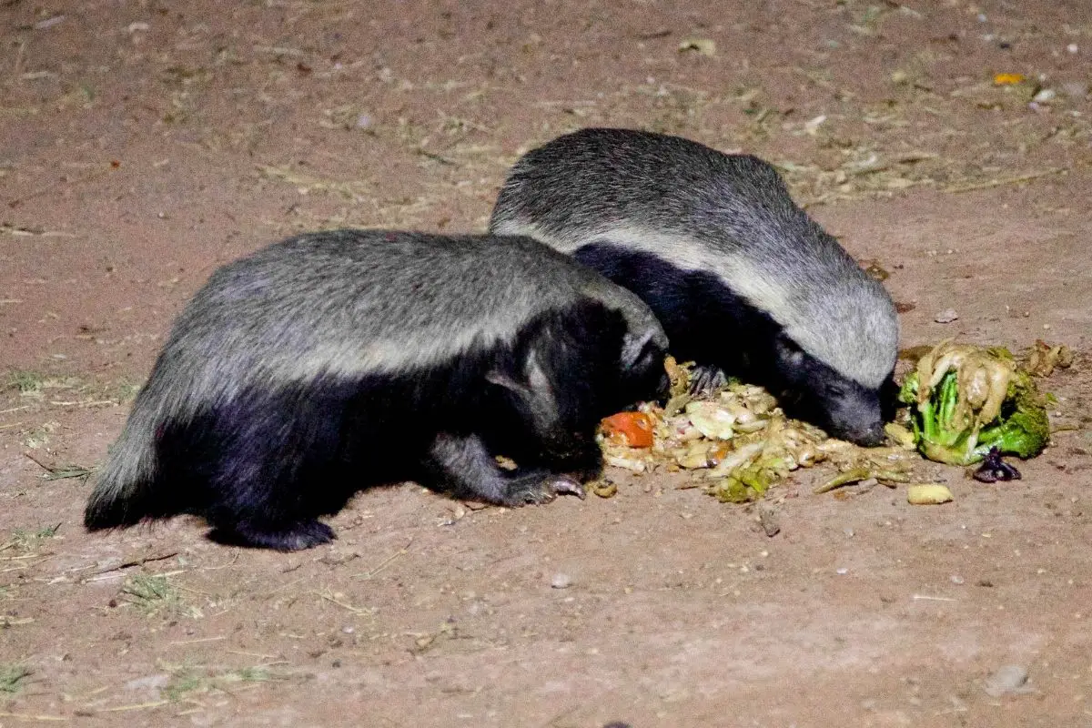 Baby badgers feeding in the desert.