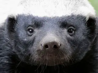 A cute honey badger.