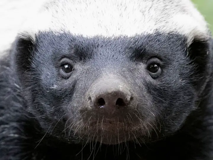 What Kills Honey Badgers Other Than People Naturenibble