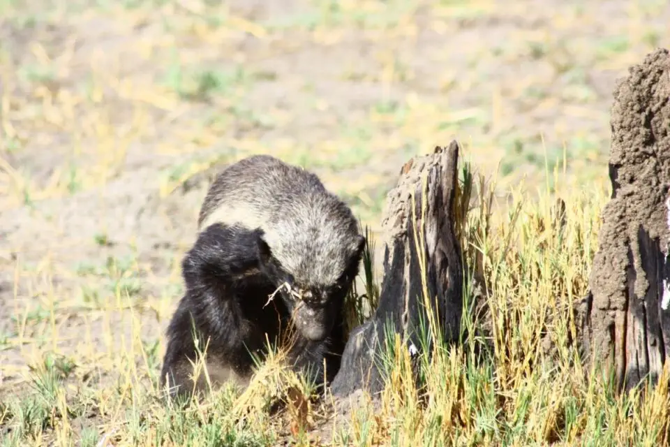 What Do Honey Badgers Eat? NatureNibble