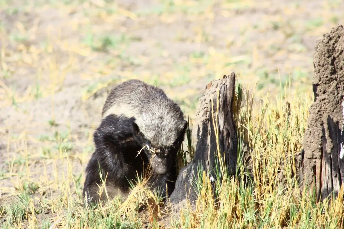 Honey badger seeking food on a dead bush.