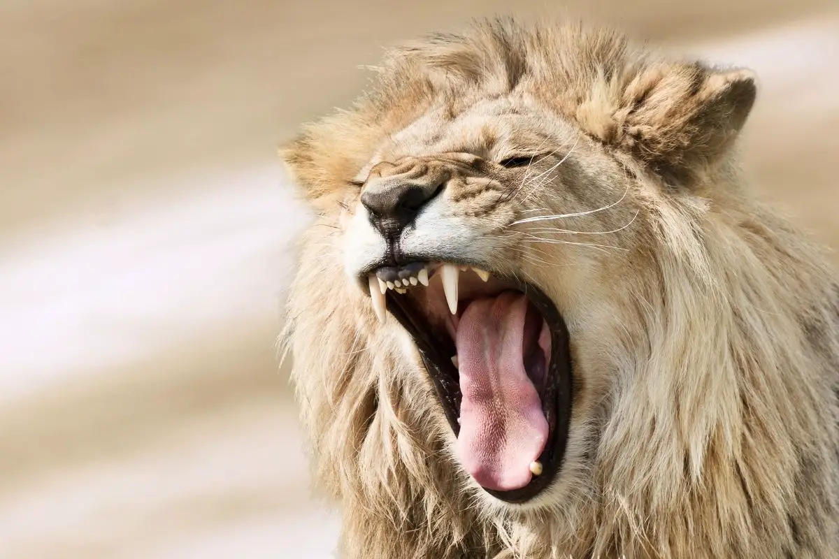 A furious lion on a blurred background.