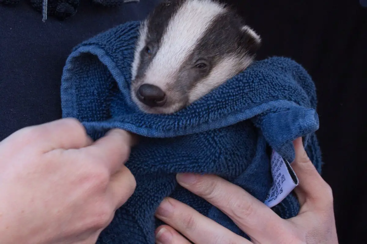 Baby badger cub covered with a blanket.