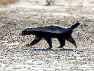 A honey badger in southern african savanna.