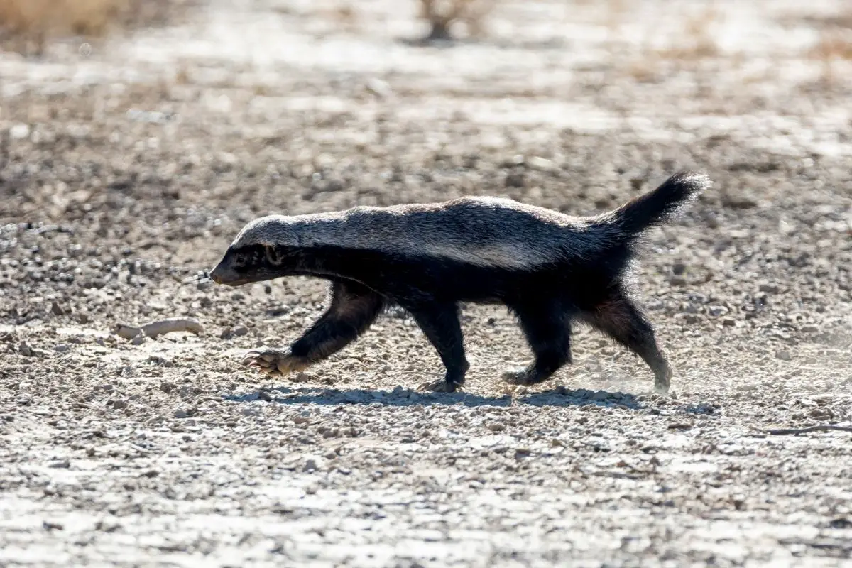 A slender body of a honey badger in southern African savanna.