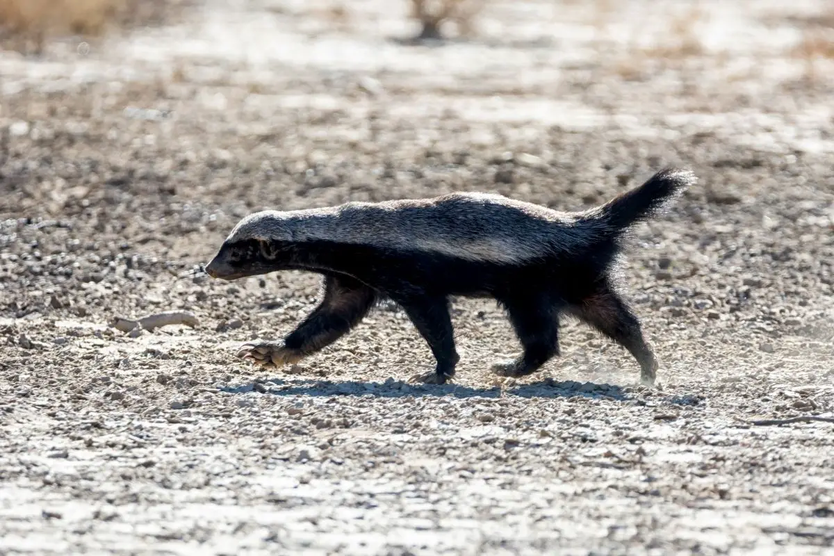 how-smart-are-honey-badgers-naturenibble