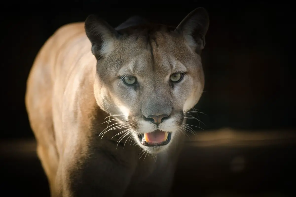 A fierce cougar in the dark.
