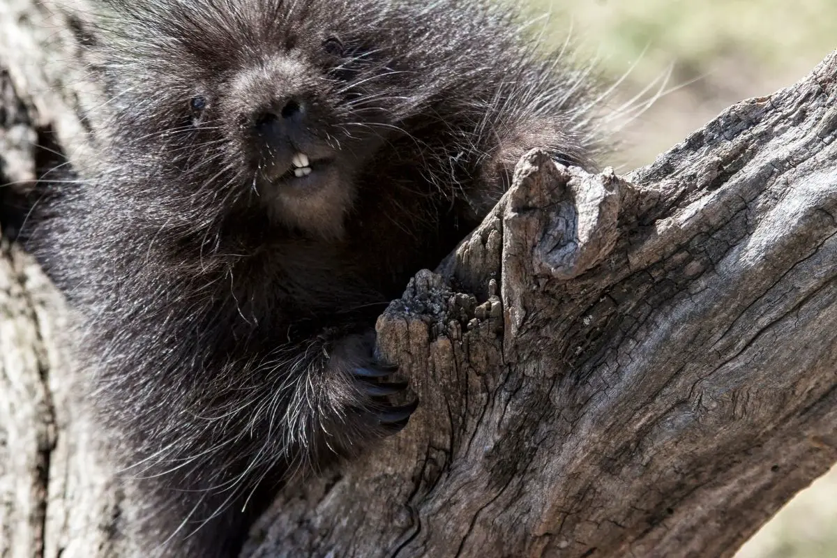 Baby porcupine climbing on a log.