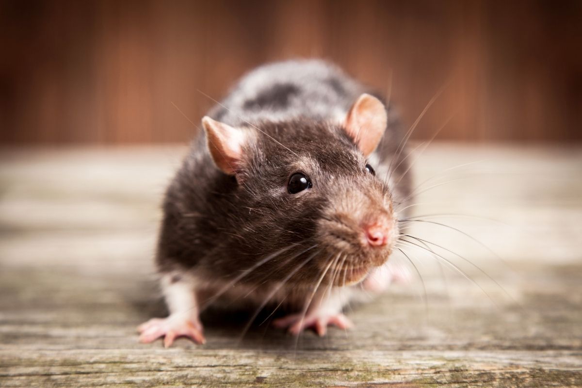 A brown hairy rat on a wooden background.