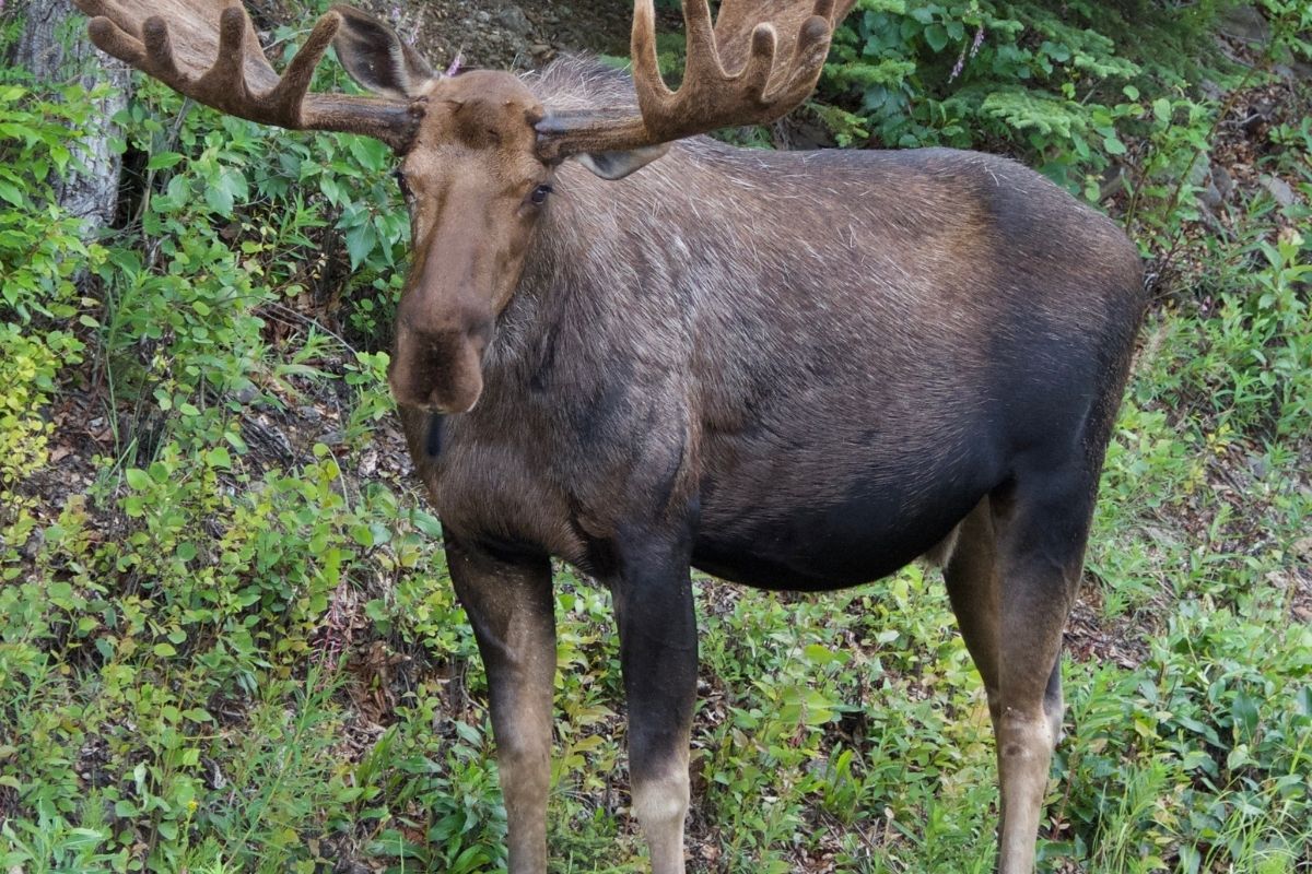 Nature photograph of bull moose alces.