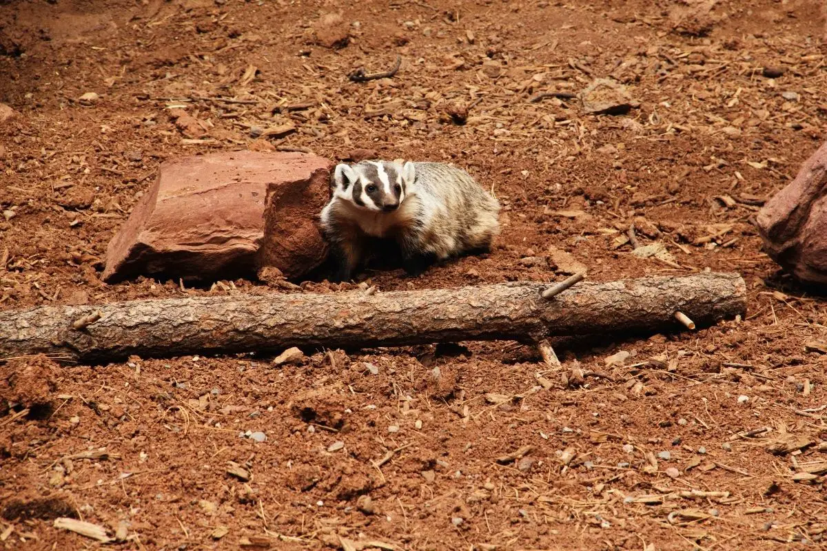 A badger resting on a reddish soil surface.
