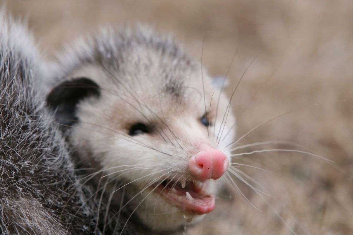 A nonsense rat showing his sharp incisors.