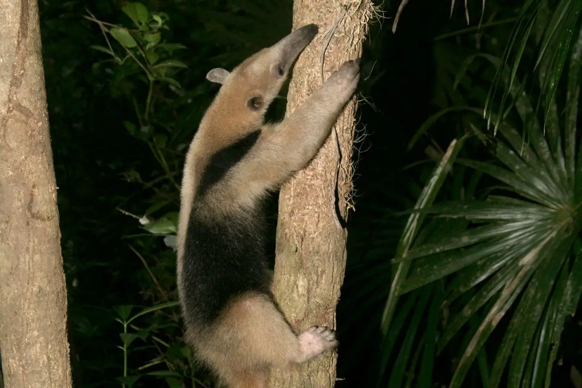 Northern tamandua single mammal climbing upwards.