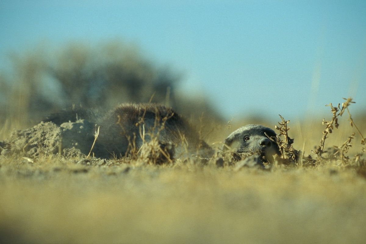 Honey badger digging for dung beetle balls in the arid veld.