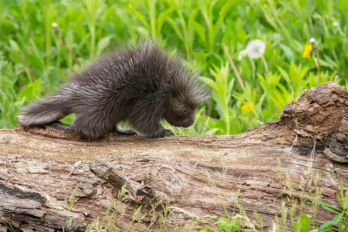 Porcupine walking on the log.