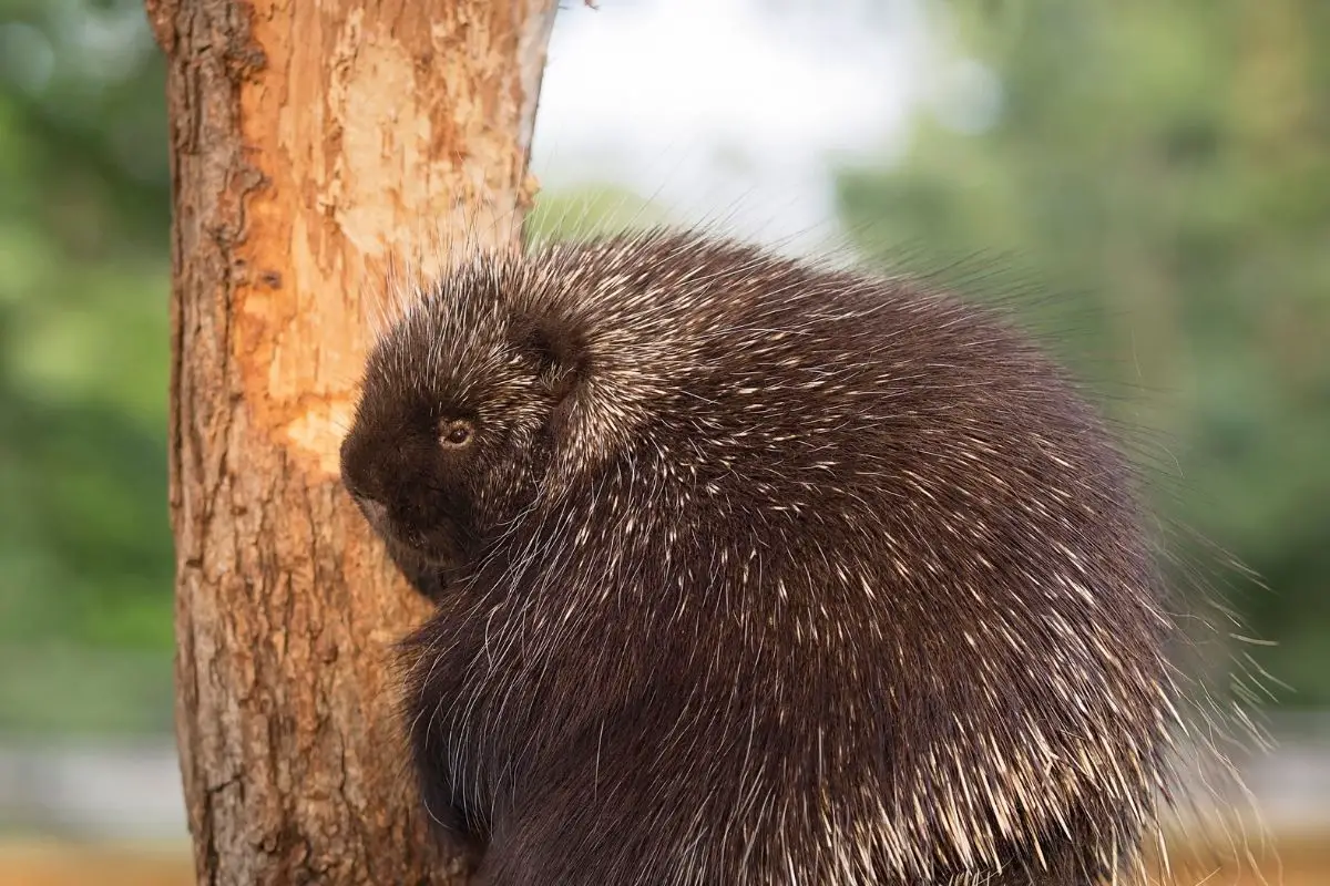 Close-up image of a North American porcupine resting on a tree branch.