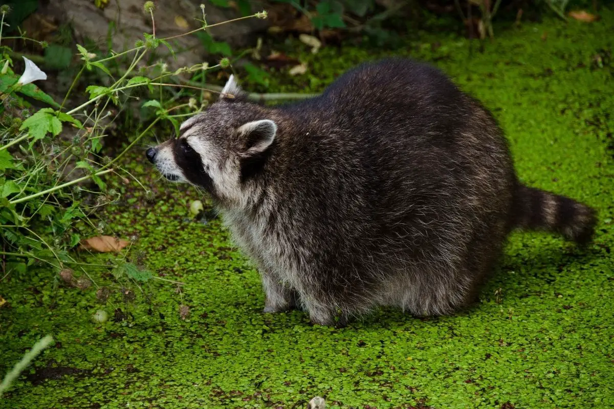Raccoon, Procyon lotor sitting in a water pit and looking for food.