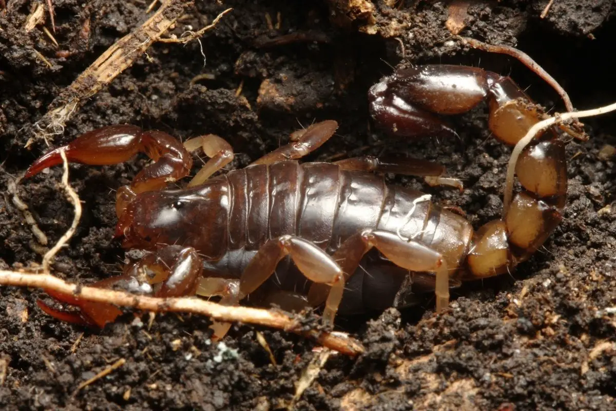 Scorpion actively burrowing.