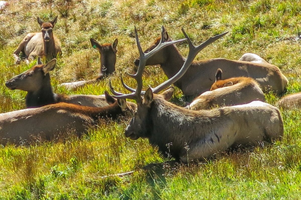 Rocky mountain elk resting in the high Rockies in autumn.